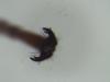 Phaenolobus terebrator